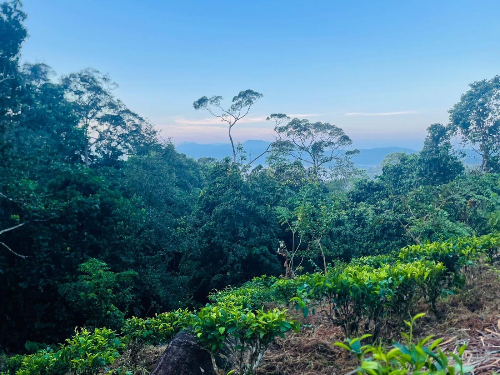Palabaddala Tea And Eco Lodge Ratnapura Dış mekan fotoğraf